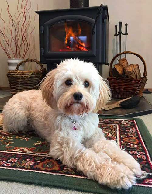 Cute puppy laying in front of stove.